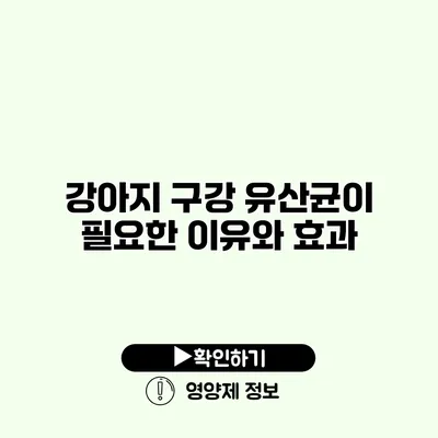 강아지 구강 유산균이 필요한 이유와 효과