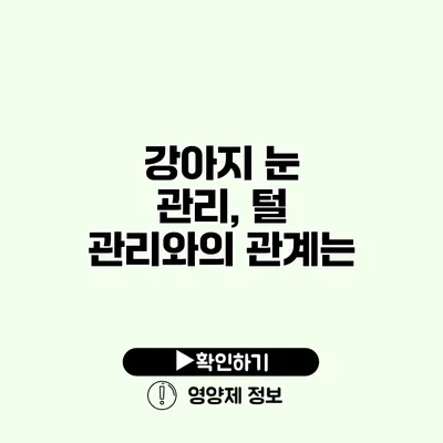 강아지 눈 관리, 털 관리와의 관계는?