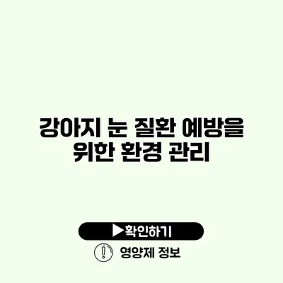 강아지 눈 질환 예방을 위한 환경 관리