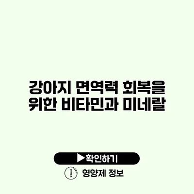 강아지 면역력 회복을 위한 비타민과 미네랄