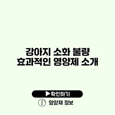 강아지 소화 불량? 효과적인 영양제 소개