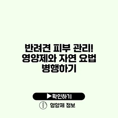 반려견 피부 관리! 영양제와 자연 요법 병행하기