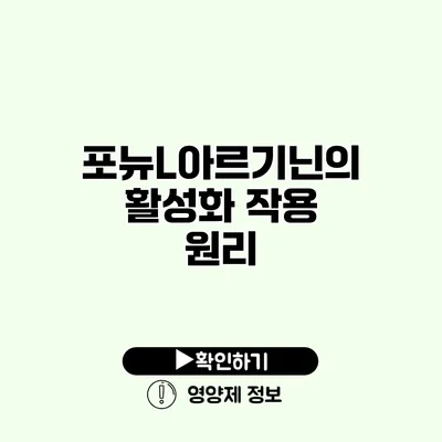 포뉴L아르기닌의 활성화 작용 원리