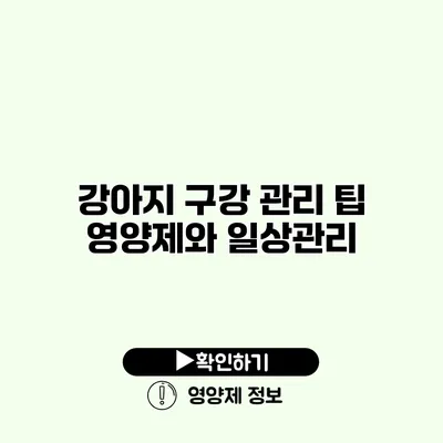 강아지 구강 관리 팁 영양제와 일상관리