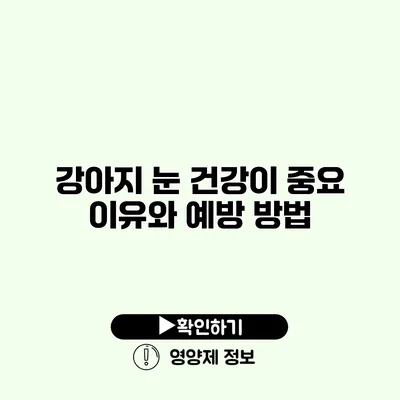 강아지 눈 건강이 중요 이유와 예방 방법