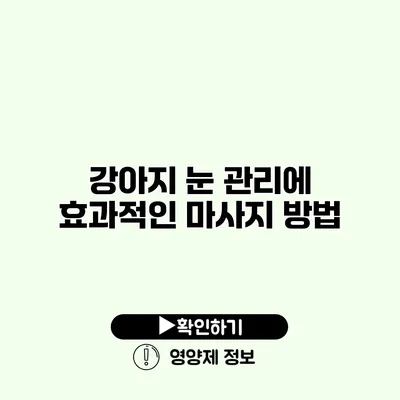 강아지 눈 관리에 효과적인 마사지 방법