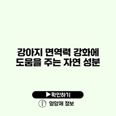 강아지 면역력 강화에 도움을 주는 자연 성분