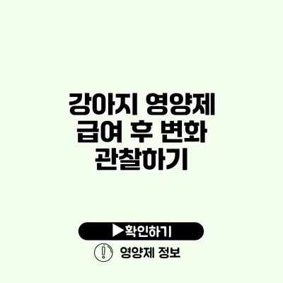 강아지 영양제 급여 후 변화 관찰하기