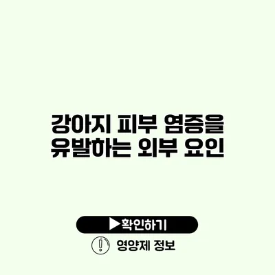 강아지 피부 염증을 유발하는 외부 요인