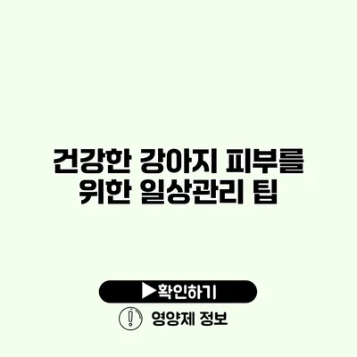 건강한 강아지 피부를 위한 일상관리 팁
