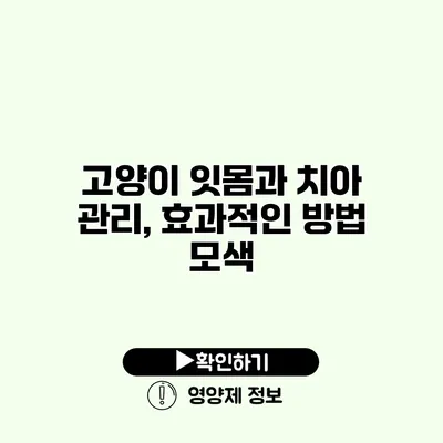 고양이 잇몸과 치아 관리, 효과적인 방법 모색 고양이 잇몸과 치아 관리, 효과적인 방법 모색