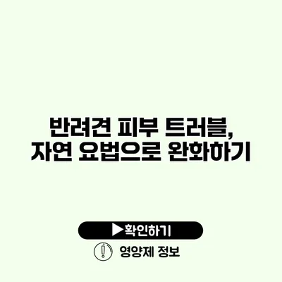 반려견 피부 트러블, 자연 요법으로 완화하기