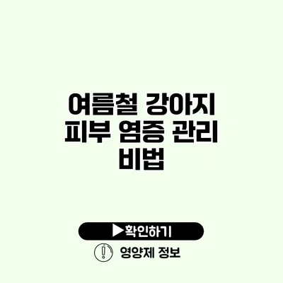 여름철 강아지 피부 염증 관리 비법