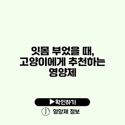 잇몸 부었을 때, 고양이에게 추천하는 영양제