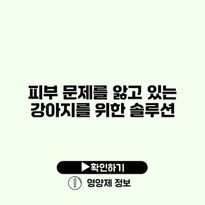 피부 문제를 앓고 있는 강아지를 위한 솔루션