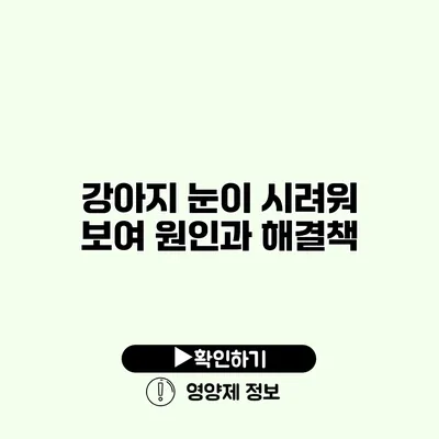 강아지 눈이 시려워 보여? 원인과 해결책