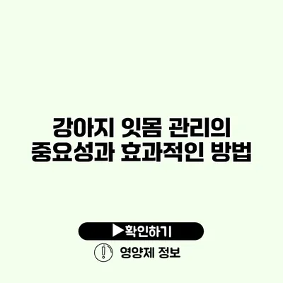 강아지 잇몸 관리의 중요성과 효과적인 방법