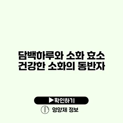 담백하루와 소화 효소 건강한 소화의 동반자