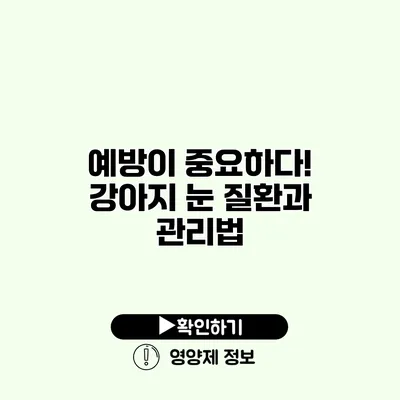 예방이 중요하다! 강아지 눈 질환과 관리법